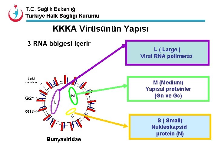 T. C. Sağlık Bakanlığı Türkiye Halk Sağlığı Kurumu KKKA Virüsünün Yapısı 3 RNA bölgesi