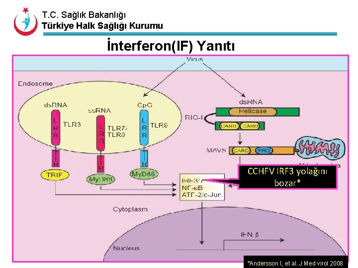 T. C. Sağlık Bakanlığı Türkiye Halk Sağlığı Kurumu İnterferon(IF) Yanıtı CCHFV IRF 3 yolağını