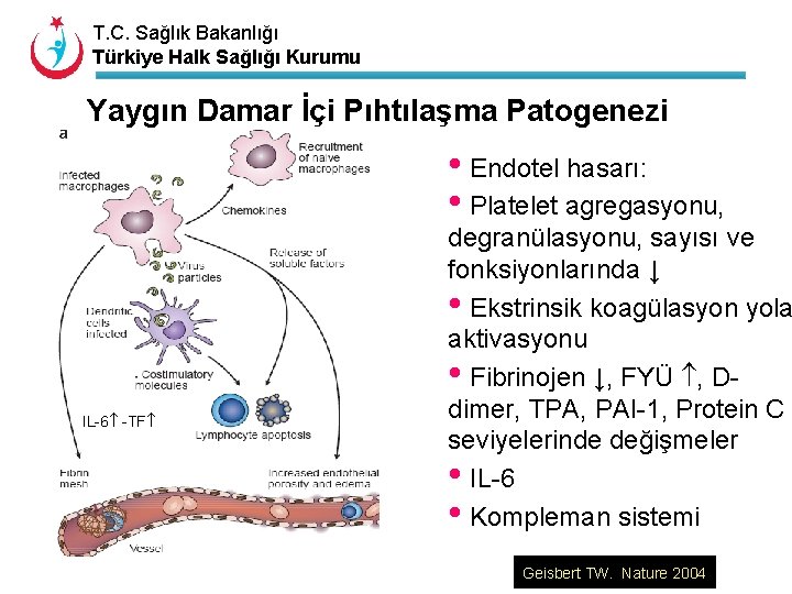 T. C. Sağlık Bakanlığı Türkiye Halk Sağlığı Kurumu Yaygın Damar İçi Pıhtılaşma Patogenezi •