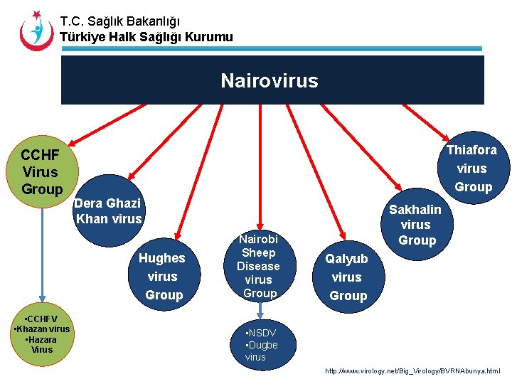 T. C. Sağlık Bakanlığı Türkiye Halk Sağlığı Kurumu Nairovirus CCHF Virus Group Thiafora virus