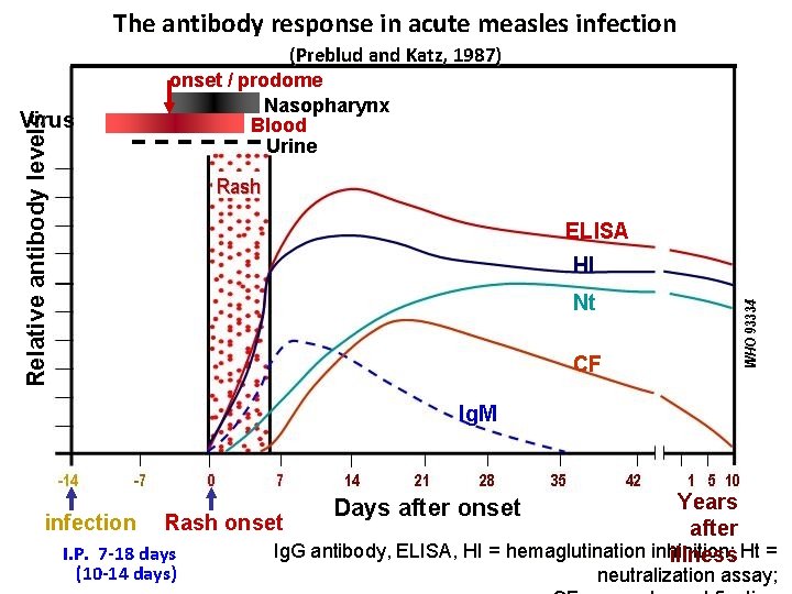 The antibody response in acute measles infection (Preblud and Katz, 1987) Relative antibody levels