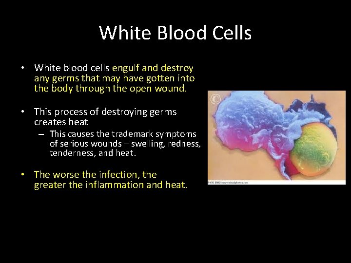 White Blood Cells • White blood cells engulf and destroy any germs that may