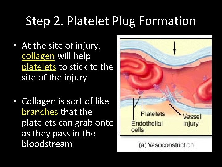 Step 2. Platelet Plug Formation • At the site of injury, collagen will help