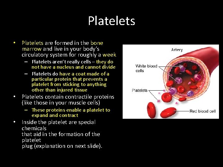 Platelets • Platelets are formed in the bone marrow and live in your body’s