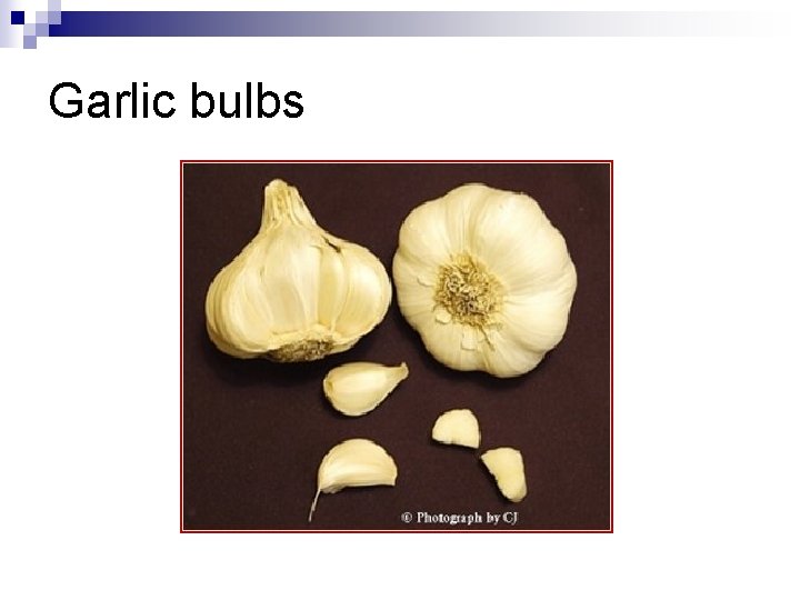 Garlic bulbs 