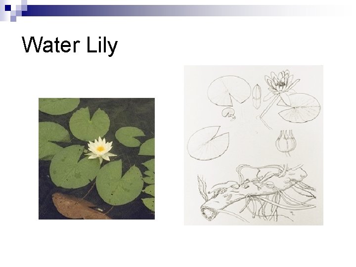 Water Lily 