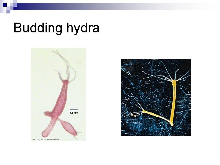 Budding hydra 