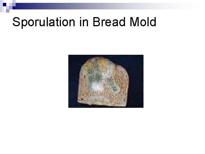 Sporulation in Bread Mold 