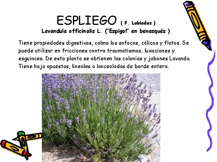 ESPLIEGO ( F. Labiadas ) Lavandula officinalis L. (“Espigol” en benasqués ) Tiene propiedades