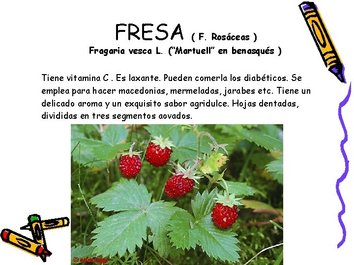 FRESA ( F. Rosáceas ) Fragaria vesca L. (“Martuell” en benasqués ) Tiene vitamina