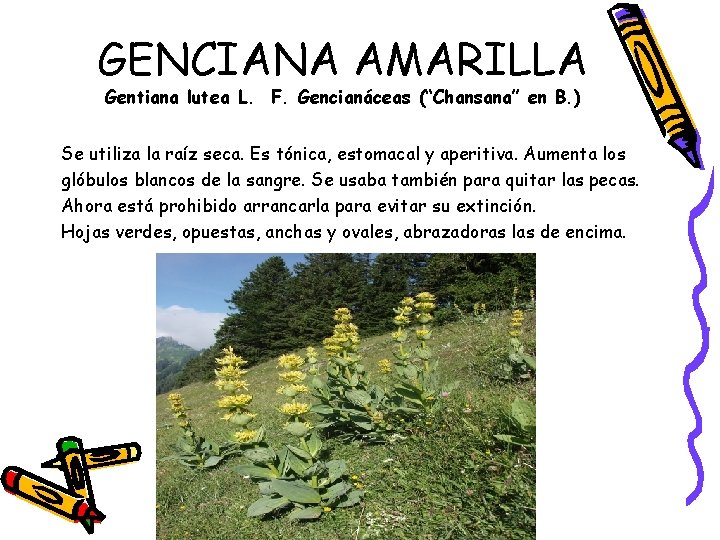 GENCIANA AMARILLA Gentiana lutea L. F. Gencianáceas (“Chansana” en B. ) Se utiliza la