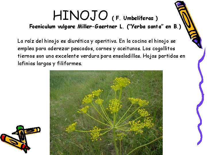 HINOJO ( F. Umbelíferas ) Foeniculum vulgare Miller-Gaertner L. (“Yerba santa” en B. )