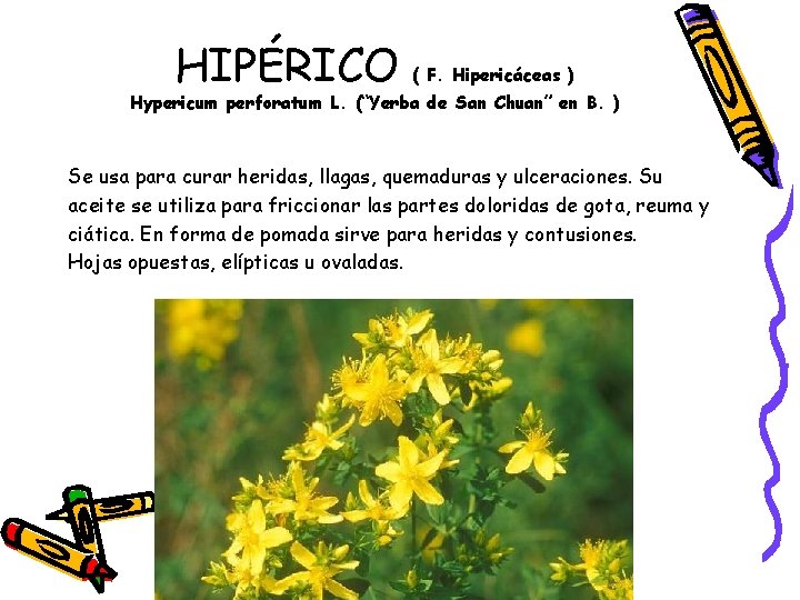 HIPÉRICO ( F. Hipericáceas ) Hypericum perforatum L. (“Yerba de San Chuan” en B.