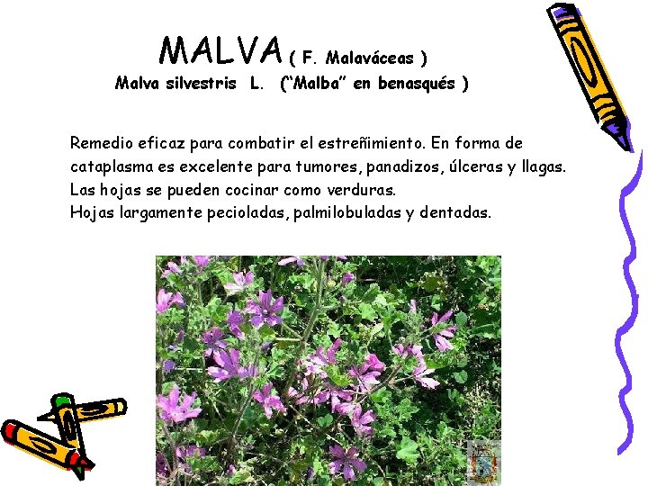MALVA ( F. Malaváceas ) Malva silvestris L. (“Malba” en benasqués ) Remedio eficaz