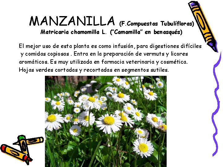 MANZANILLA (F. Compuestas Tubulífloras) Matricaria chamomilla L. (“Camamilla” en benasqués) El mejor uso de