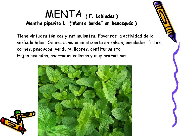 MENTA ( F. Labiadas ) Mentha piperita L. (“Menta borde” en benasqués ) Tiene