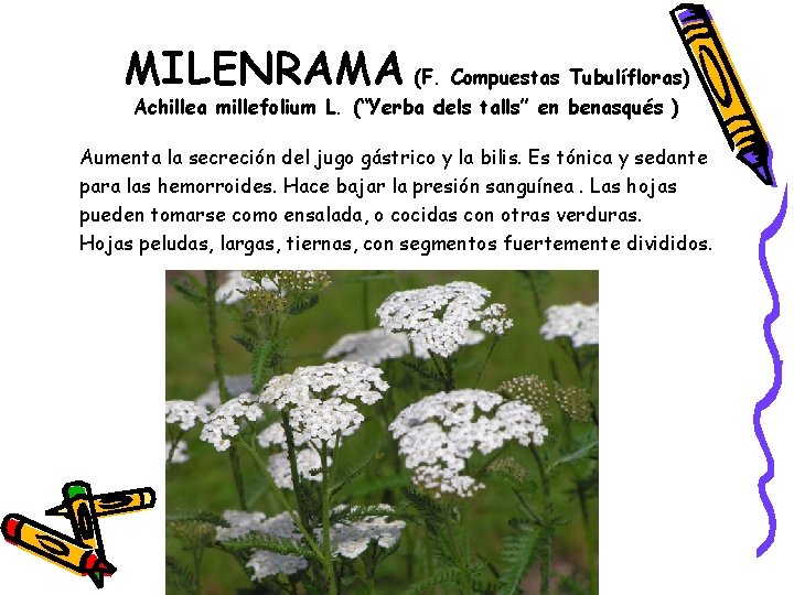 MILENRAMA (F. Compuestas Tubulífloras) Achillea millefolium L. (“Yerba dels talls” en benasqués ) Aumenta
