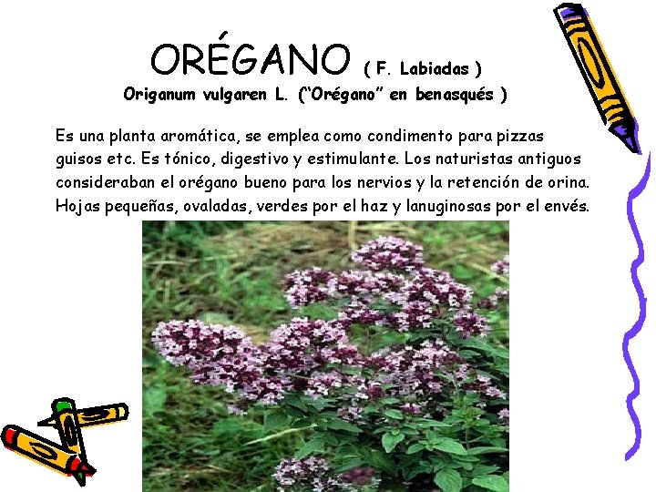 ORÉGANO ( F. Labiadas ) Origanum vulgaren L. (“Orégano” en benasqués ) Es una