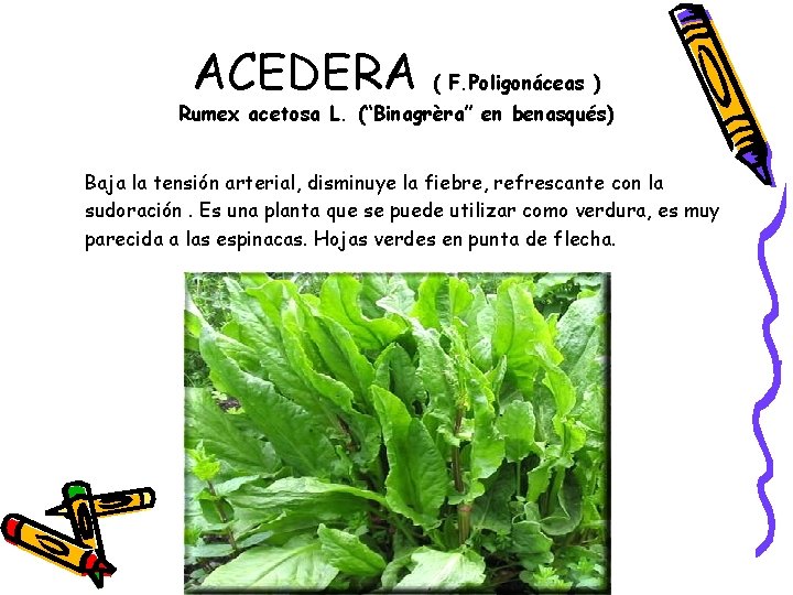 ACEDERA ( F. Poligonáceas ) Rumex acetosa L. (“Binagrèra” en benasqués) Baja la tensión