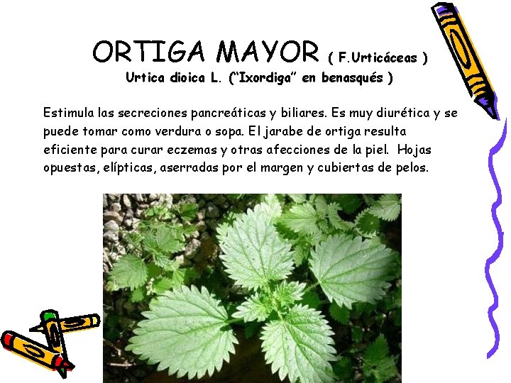 ORTIGA MAYOR ( F. Urticáceas ) Urtica dioica L. (“Ixordiga” en benasqués ) Estimula