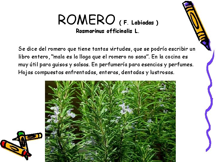 ROMERO ( F. Labiadas ) Rosmarinus officinalis L. Se dice del romero que tiene