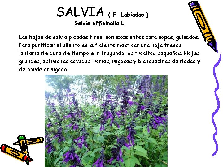 SALVIA ( F. Labiadas ) Salvia officinalis L. Las hojas de salvia picadas finas,