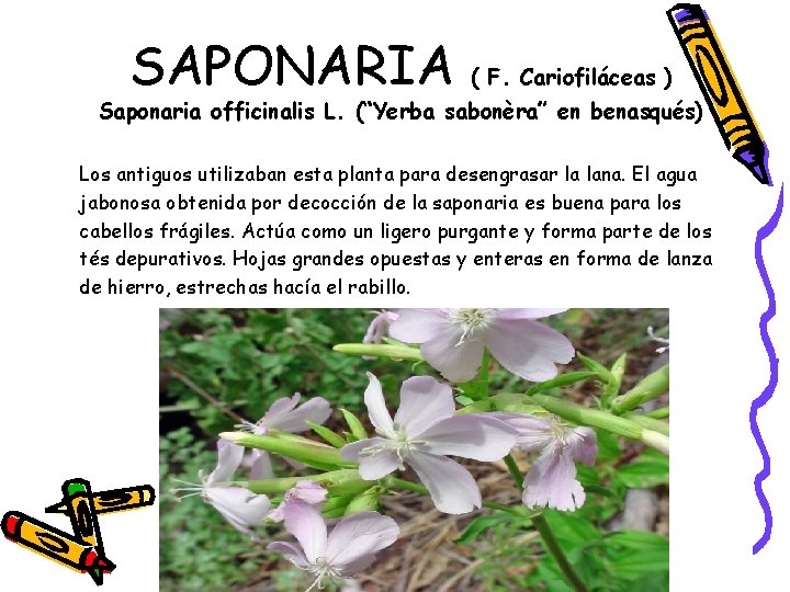 SAPONARIA ( F. Cariofiláceas ) Saponaria officinalis L. (“Yerba sabonèra” en benasqués) Los antiguos
