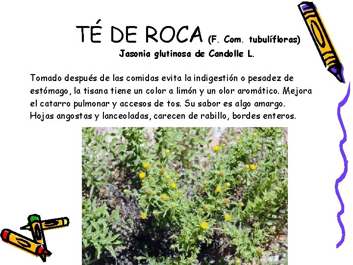 TÉ DE ROCA (F. Com. tubulífloras) Jasonia glutinosa de Candolle L. Tomado después de