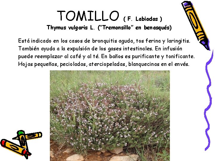 TOMILLO ( F. Labiadas ) Thymus vulgaris L. (“Tremonsillo” en benasqués) Está indicado en