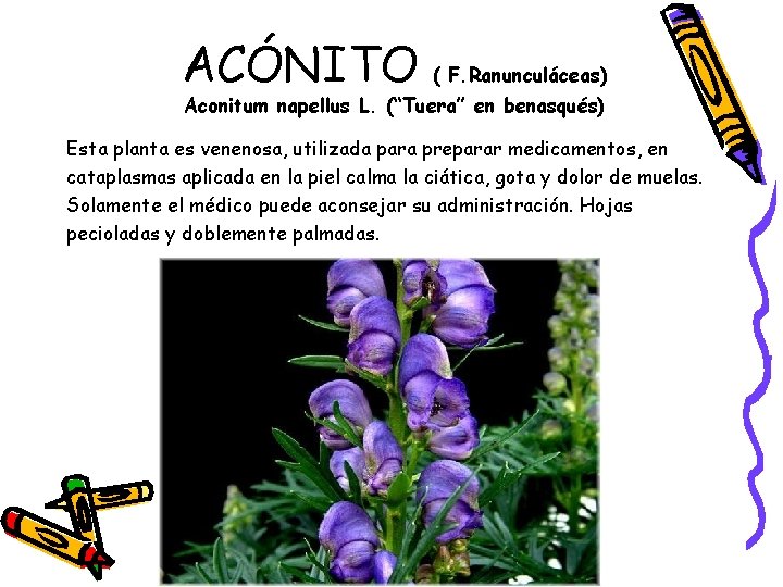 ACÓNITO ( F. Ranunculáceas) Aconitum napellus L. (“Tuera” en benasqués) Esta planta es venenosa,