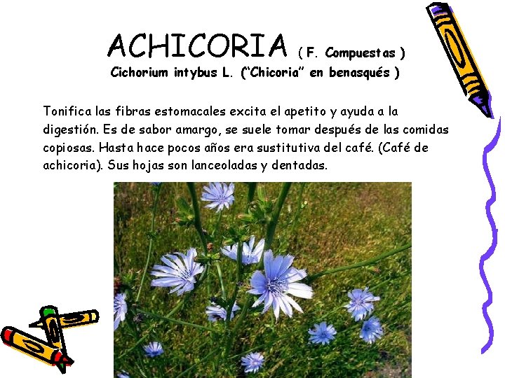 ACHICORIA ( F. Compuestas ) Cichorium intybus L. (“Chicoria” en benasqués ) Tonifica las