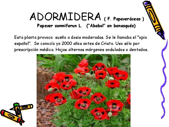 ADORMIDERA ( F. Papaveráceas ) Papaver somniferun L. (“Ababol” en benasqués) Esta planta provoca