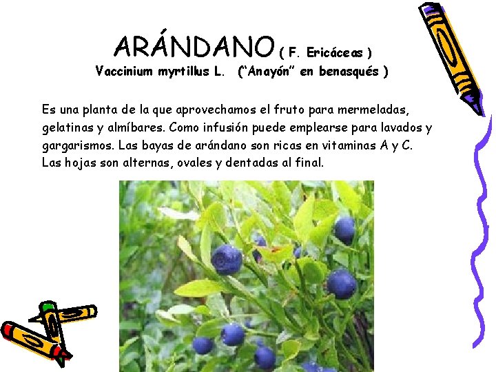 ARÁNDANO ( F. Ericáceas ) Vaccinium myrtillus L. (“Anayón” en benasqués ) Es una