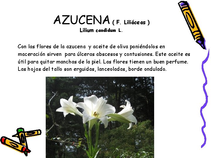 AZUCENA ( F. Liliáceas ) Lilium candidum L. Con las flores de la azucena