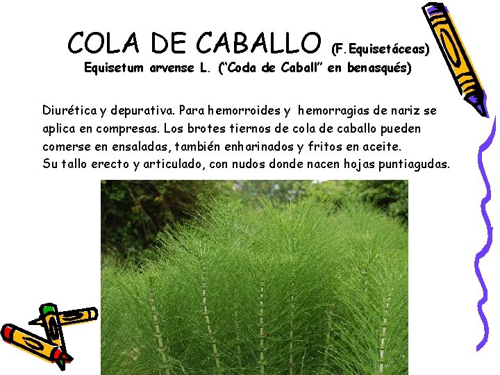 COLA DE CABALLO (F. Equisetáceas) Equisetum arvense L. (“Coda de Caball” en benasqués) Diurética