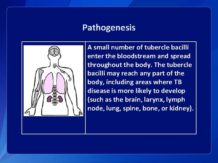 Pathogenesis A small number of tubercle bacilli enter the bloodstream and spread throughout the