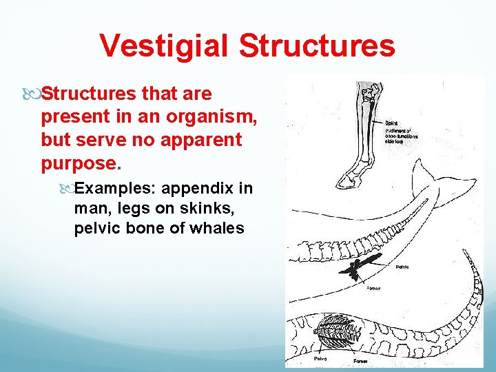 Vestigial Structures that are present in an organism, but serve no apparent purpose. Examples: