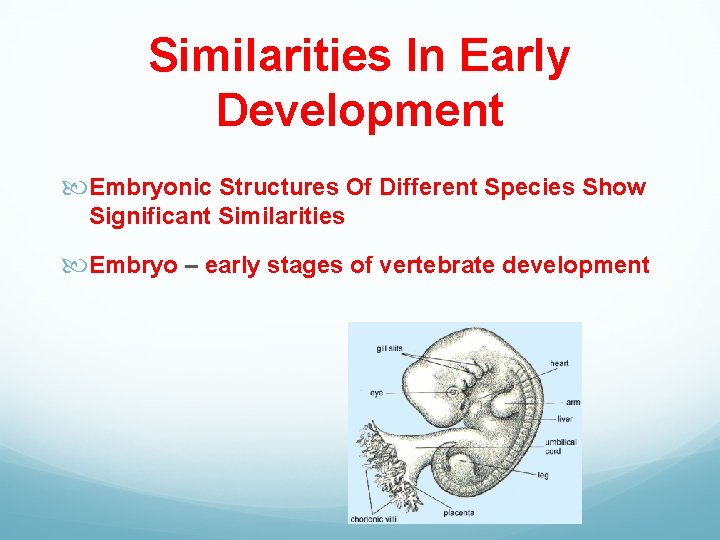 Similarities In Early Development Embryonic Structures Of Different Species Show Significant Similarities Embryo –