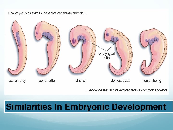 Evidence for Evolution - Comparative Embryology Similarities In Embryonic Development 