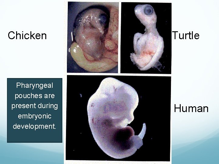 Chicken Pharyngeal pouches are present Ratduring embryonic development. Turtle Human 