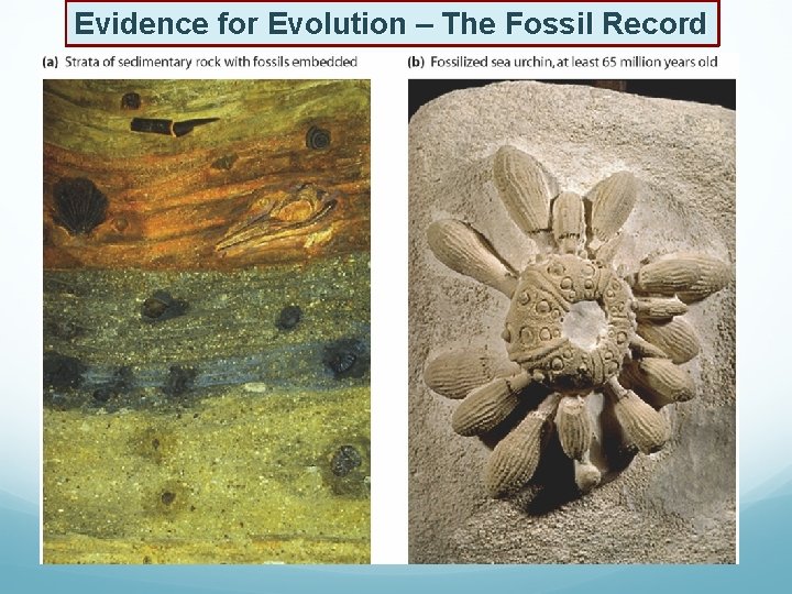 Evidence for Evolution – The Fossil Record 