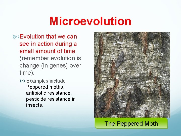 Microevolution Evolution that we can see in action during a small amount of time