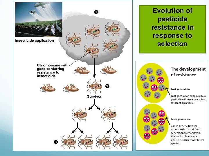 Evolution of pesticide resistance in response to selection 
