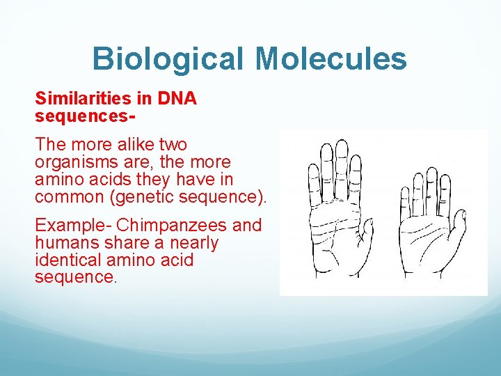Biological Molecules Similarities in DNA sequences. The more alike two organisms are, the more