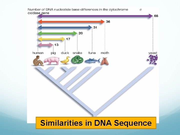 Similarities in DNA Sequence 