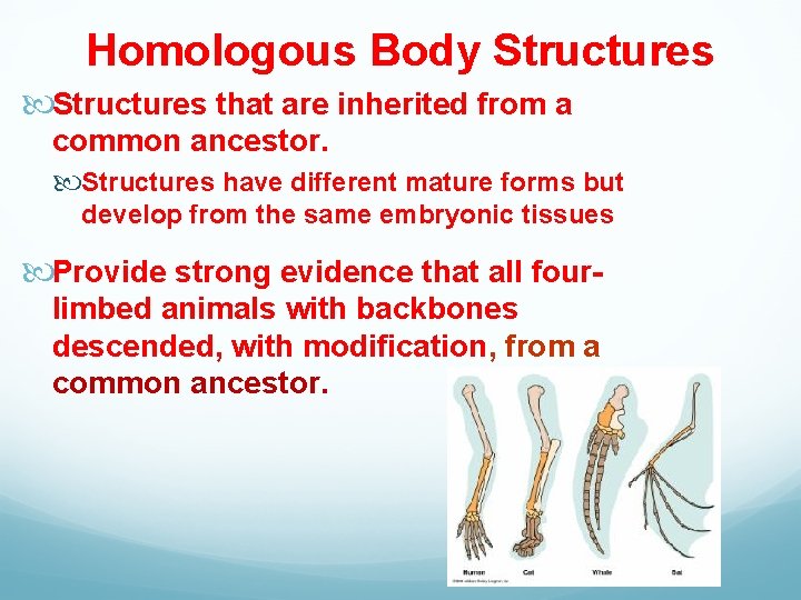 Homologous Body Structures that are inherited from a common ancestor. Structures have different mature