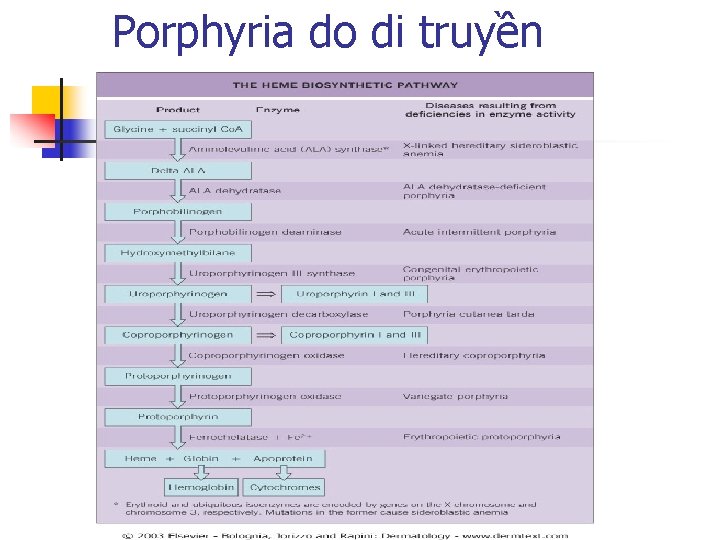Porphyria do di truyền 