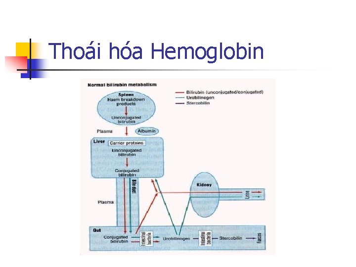 Thoái hóa Hemoglobin 
