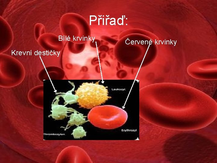 Přiřaď: Bílé krvinky Krevní destičky Červené krvinky 