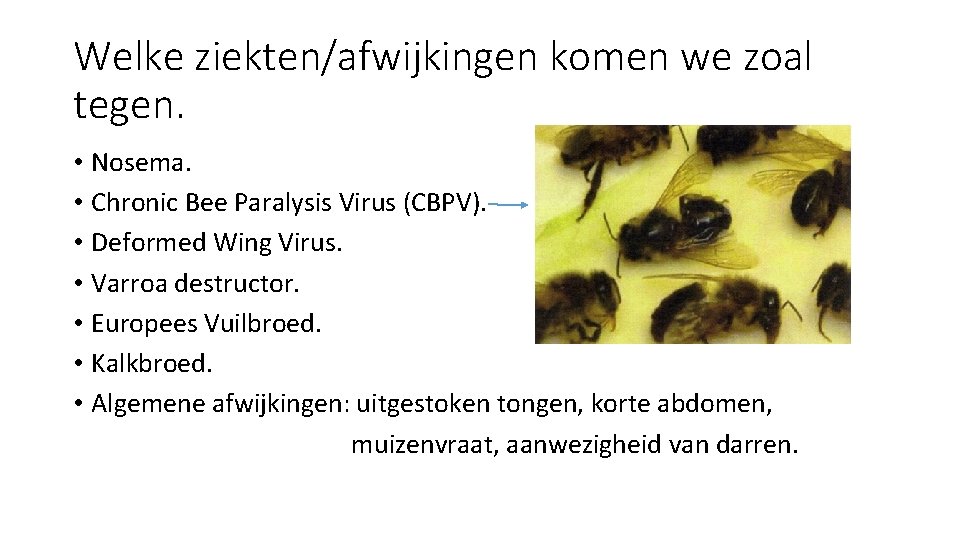 Welke ziekten/afwijkingen komen we zoal tegen. • Nosema. • Chronic Bee Paralysis Virus (CBPV).